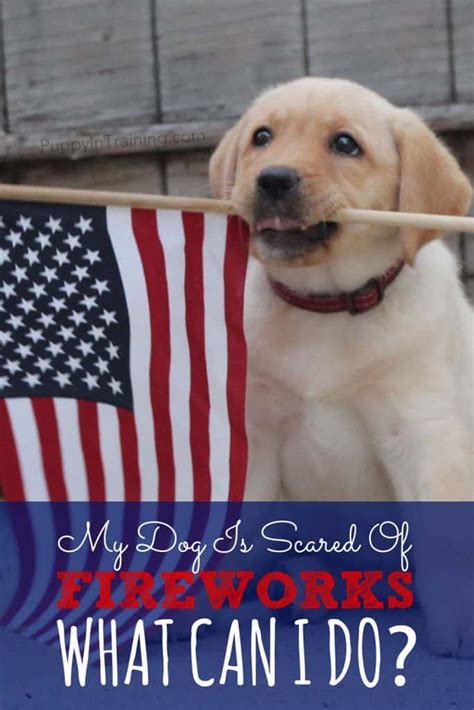 My Dog Is Scared Of Fireworks What Can I Do? - Puppy In Training