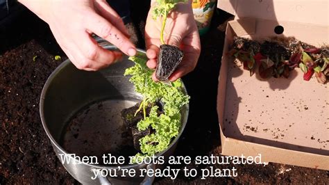 How to plant your Rocket Gardens plants - YouTube