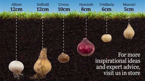 A Guide to Planting Bulbs | Bulb Planting - YouTube