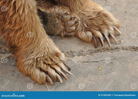 Bear feet stock image. Image of foot, bear, brown, animal - 37453283