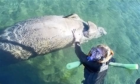 Manatee Tour - Nature Coast Manatee Tours | Groupon