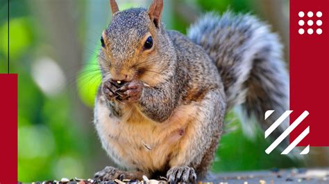 How to Care for a Pet Squirrel: A Guide for First-Time Owners - Lil Pet