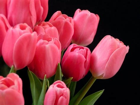 Tulip Wallpapers | Flowers, Luxury flowers, Flower wallpaper