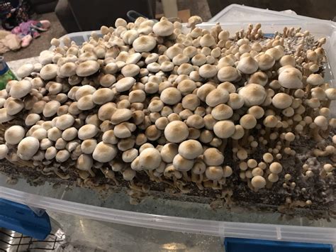 Humidity Chamber vs SGFC - Mushroom Cultivation - Shroomery Message Board