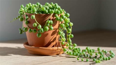 How to Grow and Care for String of Pearls (Complete Guide)