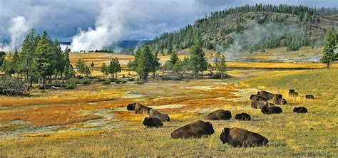Yellowstone National Park - Jackson Hole Traveler