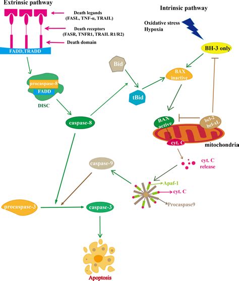 Overview of cell apoptosis. The intrinsic (mitochondrial) apoptotic ...