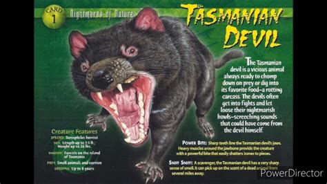 tasmanian devil sound effects - YouTube