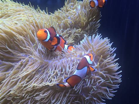 รูปภาพ : ใต้น้ำ, แนวประการัง, สัตว์ไม่มีกระดูกสันหลัง, แนวปะการัง ...