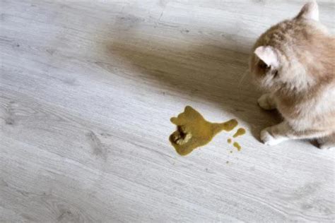 5 Most Common Cat Poisons - Symptoms and Treatment