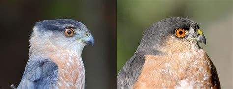 Sharp-Shinned Hawk vs. Cooper's Hawk: What's the Difference? - Sonoma Birding