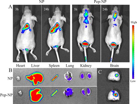 In vivo fluorescence imaging of intracranial C6 glioma-bearing nude... | Download Scientific Diagram