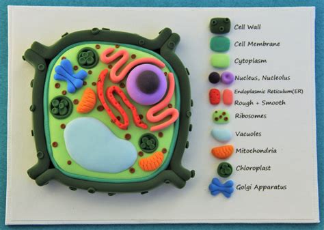 Plant Cell 3d Model Clay