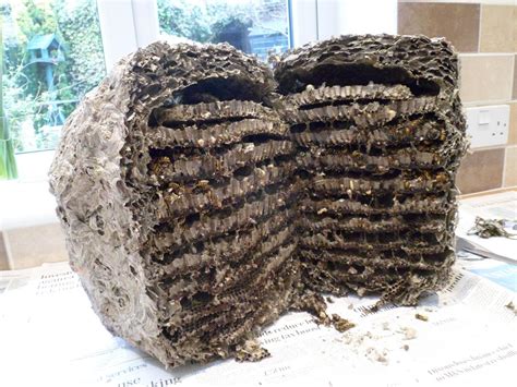 Inside Wasp Nest | eduaspirant.com