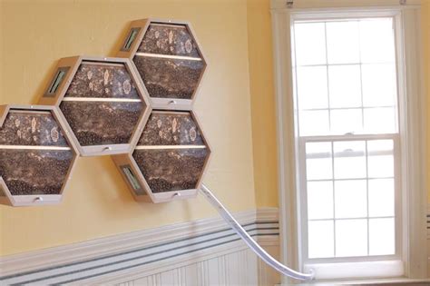 This modular hive system brings beekeeping indoors | Bee keeping, Honey ...