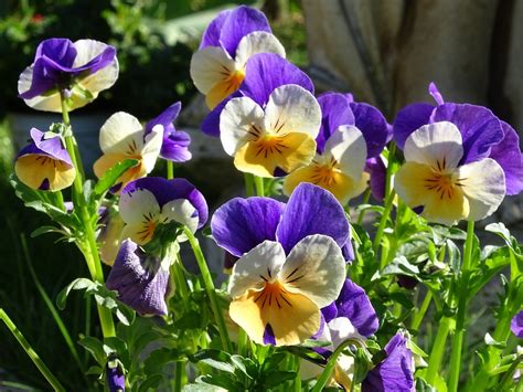 Best Viola Companion Plants