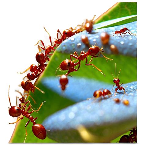 Fire Ant PNG Images [100+] - SubPNG.com