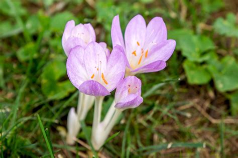 How to Grow and Care for Autumn Crocus