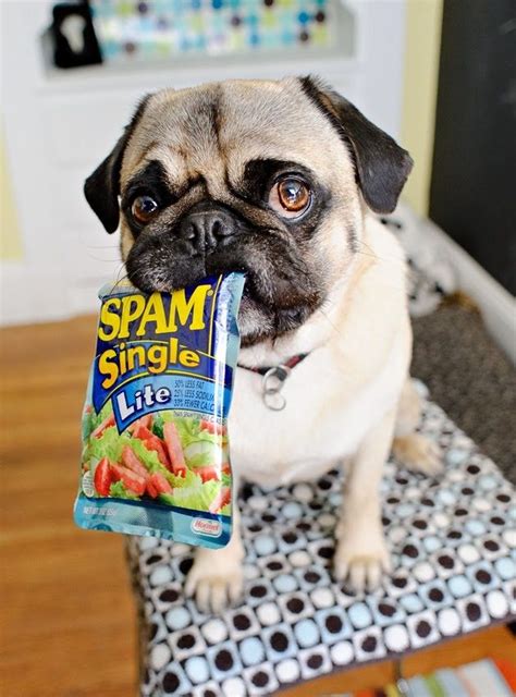 Diet food: The Daily Puglet: March 2011 | Pug love, Cute pug pictures, Cute pugs