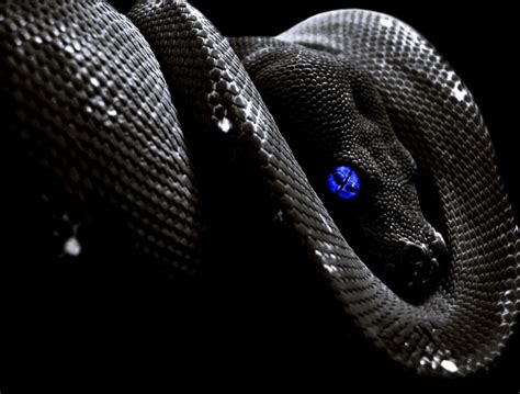 Black Snake Wallpaper Hd | Amazing Wallpapers