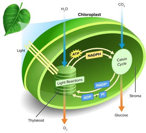 What Are the Two Stages of Photosynthesis Called - Ariel-has-Beasley