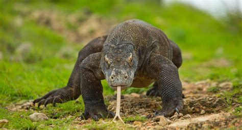 Dragon De Komodo Tailandia