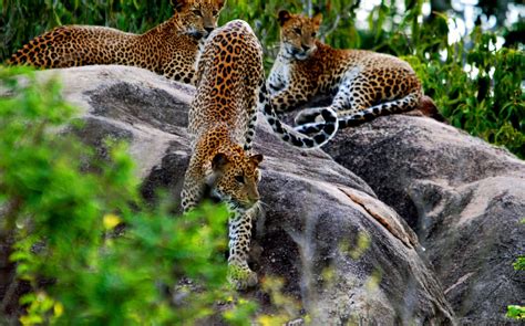 Make My Trip Sri Lanka: 🐦Visiting Wilpattu National Park......