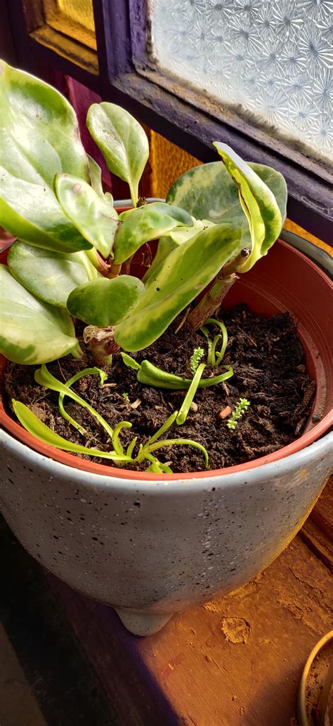 Is my Venus Flytrap flowering? : r/houseplants