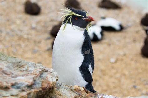 Rockhopper Penguin Habitat Map