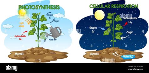 Cellular Respiration Plant Diagram