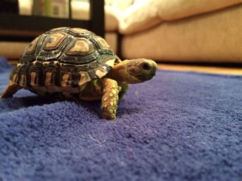 Please meet my sweet new baby Leopard Tortoise Brooklyn Desireé. Welcome to our home! Baby ...