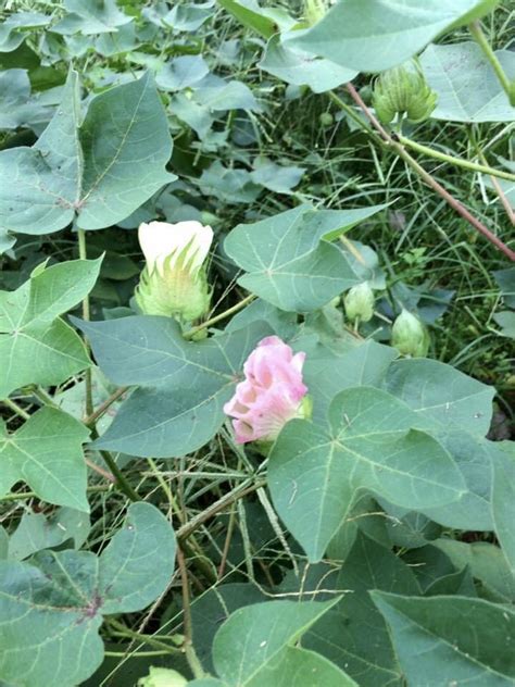 Upland Cotton - Gossypium hirsutum | North Carolina Extension Gardener ...