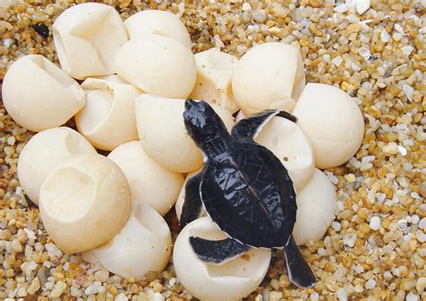 Rare White Sea Turtle Spotted on South Carolina Beach