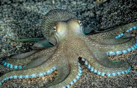 Discover The Incredible Abilities And Adaptations Of Octopus