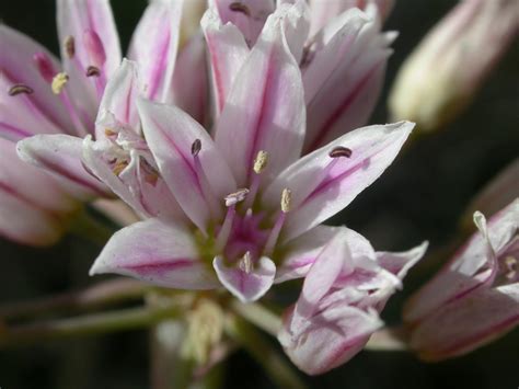 Allium (Amaryllidaceae) image 13462 at PlantSystematics.org