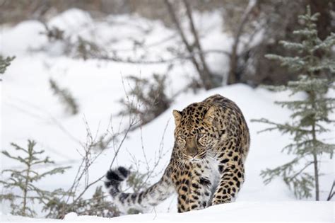 Amur Leopard Facts