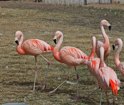 Pictures and information on Chilean Flamingo