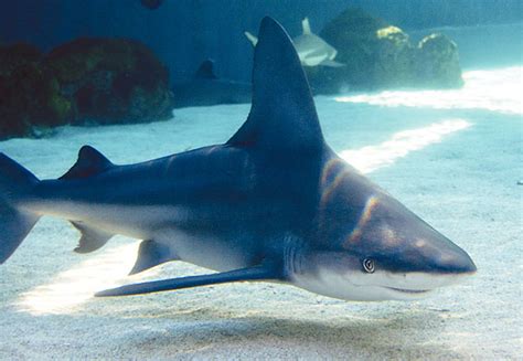 Sandbar Shark | Online Learning Center | Aquarium of the Pacific