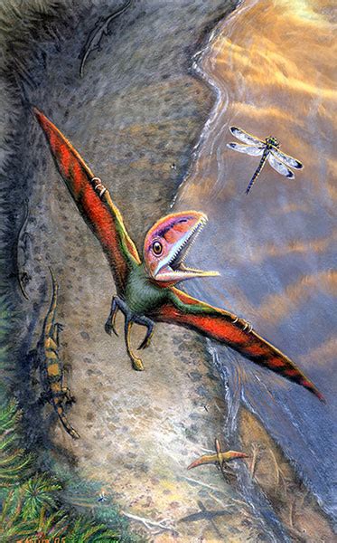 Peteinosaurus Dinosaur, Photos |Arts - Dinosaur Gallery