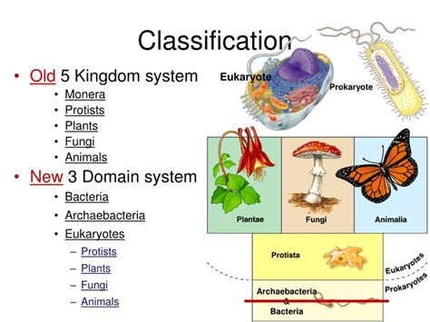 PPT - Classification PowerPoint Presentation, free download - ID:6847483