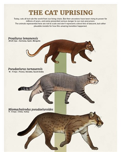 The Casual Paleoartist • Evolution Series: The Cat Uprising Today, cats...