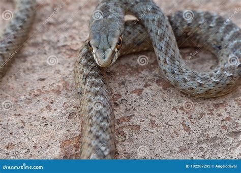 Wild Snake Malpolon Monspessulanus Stock Photo - Image of danger ...