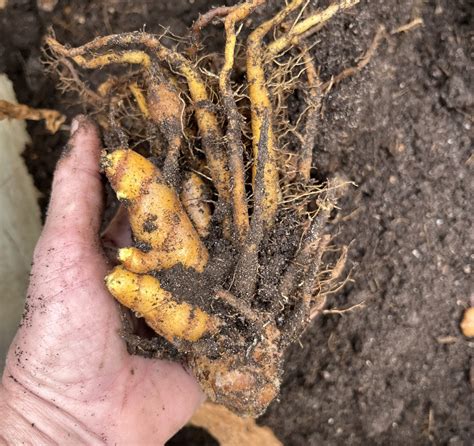 Turmeric rhizomes – POTAGER Kitchen Gardens & Pottery