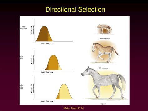 PPT - Process of Evolution PowerPoint Presentation, free download - ID:589256