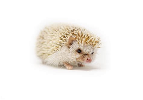 African Pygmy Hedgehog - Hutchings Museum Institute