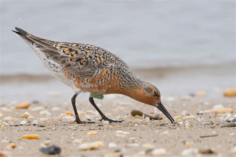 RED KNOTS IN THE NEWS: Steep Decline in Red Knot Numbers this Spring « Conserve Wildlife ...