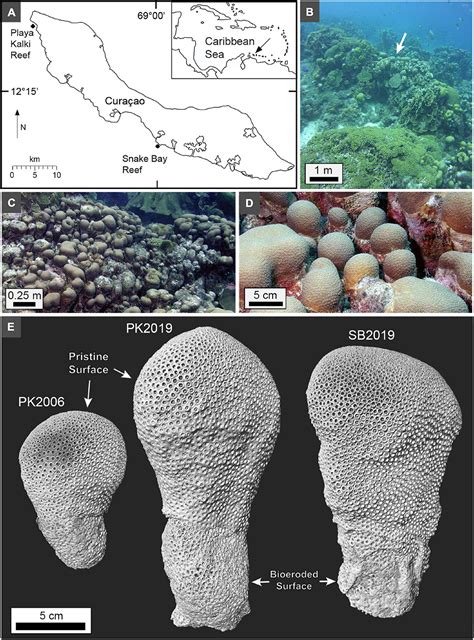 Frontiers | Changes in Coral Skeleton Growth Recorded by Density Band ...