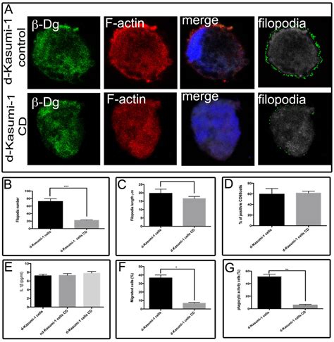 Cytochalasin D interferes with actin- dependent functions. (A)... | Download Scientific Diagram