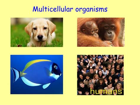 PPT - Multicellular Organisms PowerPoint Presentation, free download ...