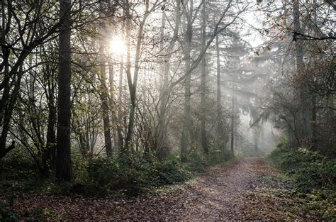 ITAP of a misty forest path [4928x3264] [OC] http://ift.tt/2gV11a9 | Forest path, Misty forest ...